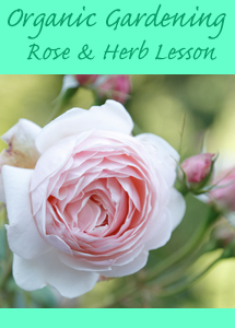 rose&herb_lesson_hp